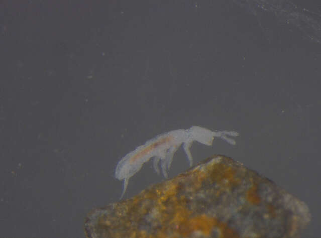 Image of Isotomiella