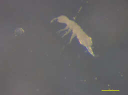 Image of Oncopoduridae