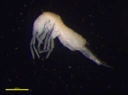 Image of Oncopoduridae