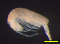 Image of Oncopoduridae