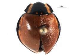 Image of Giant Lady Beetles