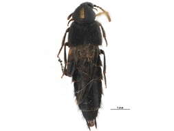 Image of Tympanophorus