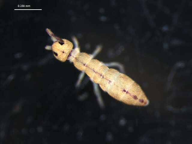 Image of Isotominae