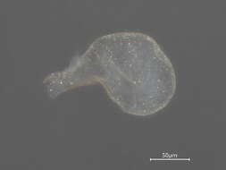 Image de Parasitylenchidae