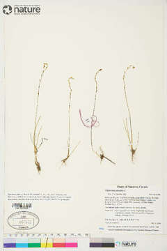 Image of arrowgrass