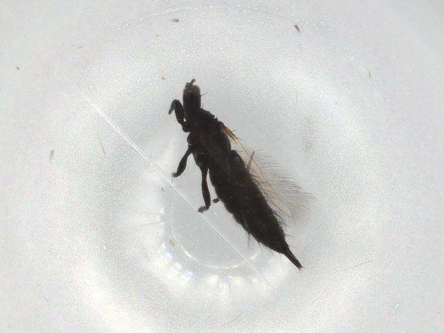 Image of Liothrips