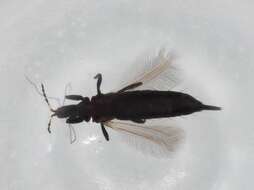 Image of Liothrips