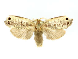 Image of Biocellata