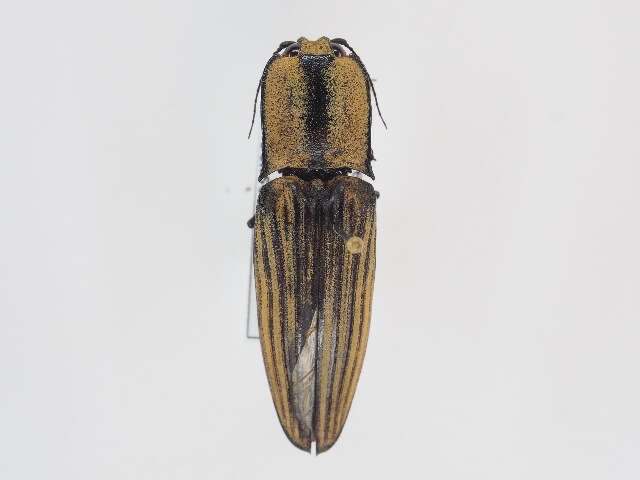 Image of Chalcolepidius