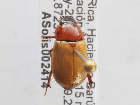 Cyclocephala melanocephala (Fabricius 1775)的圖片