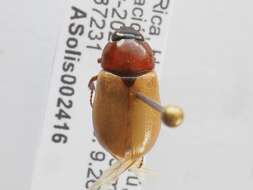 Cyclocephala melanocephala (Fabricius 1775)的圖片