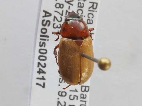 Cyclocephala melanocephala (Fabricius 1775)的圖片