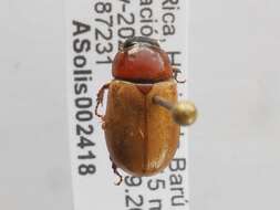 Cyclocephala melanocephala (Fabricius 1775)的圖片