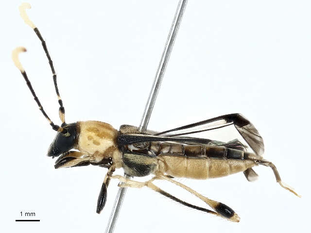 Image of Odontocera