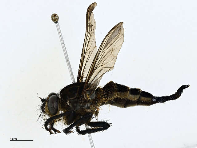 Image of Giant Robber Flies