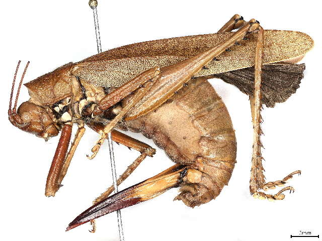 Image de Neoconocephalus