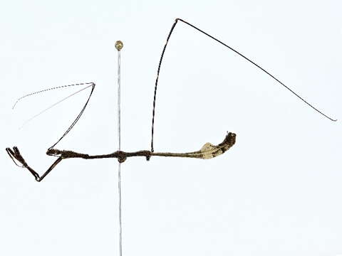 Image of thread-legged bug