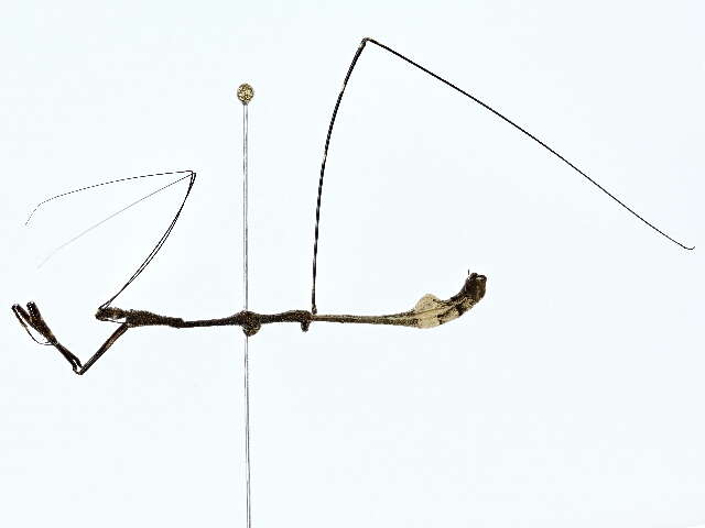 Image of thread-legged bug