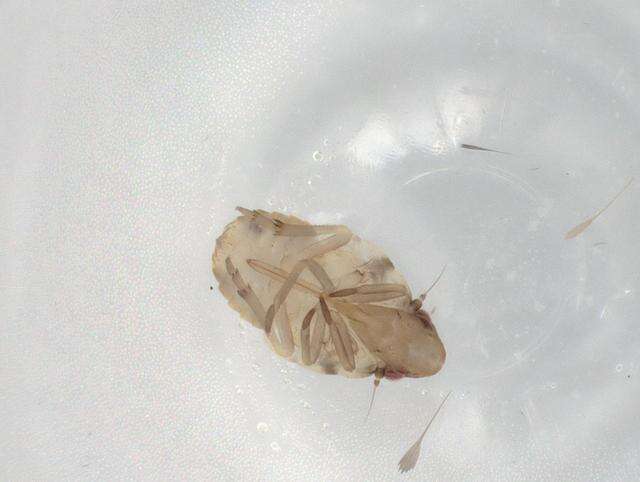 Image of Metcracis