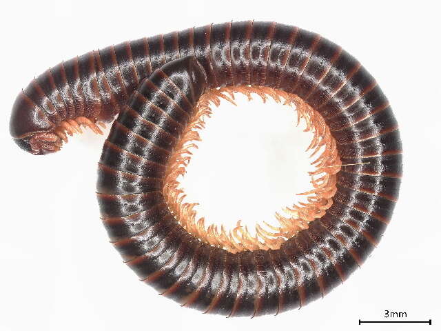 Image of an order of millipedes