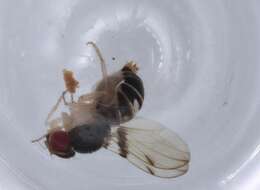 Image of Mycodrosophila