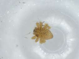 Image of Emertonella