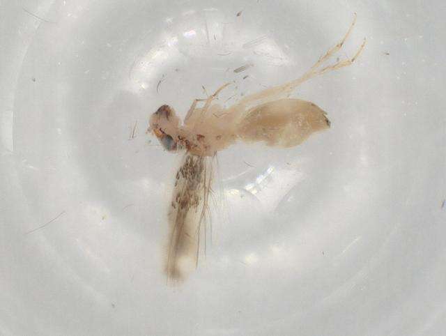 Image of Lepidopsocinae