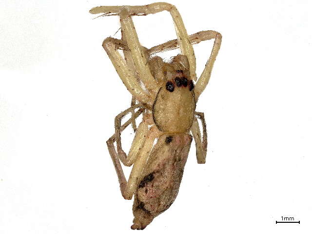 Image of senoculid spiders