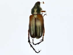 Image of Rose Chafers