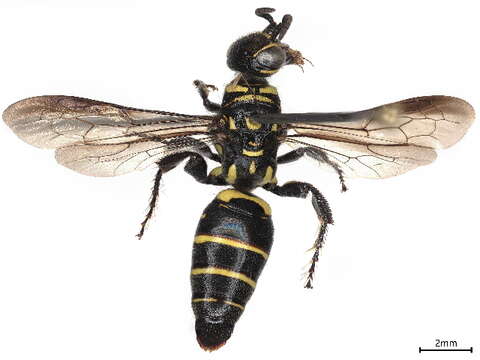 Image of thynnid wasps