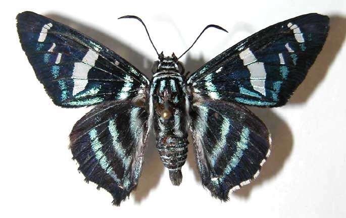 Image of Parelbella