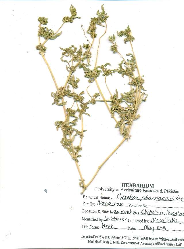 Image of Gisekiaceae