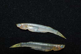Image of phallostedhid priapriumfishes