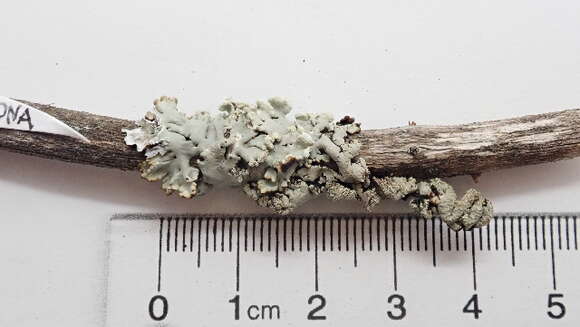 Image of tube lichen