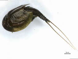Image of Triopsidae