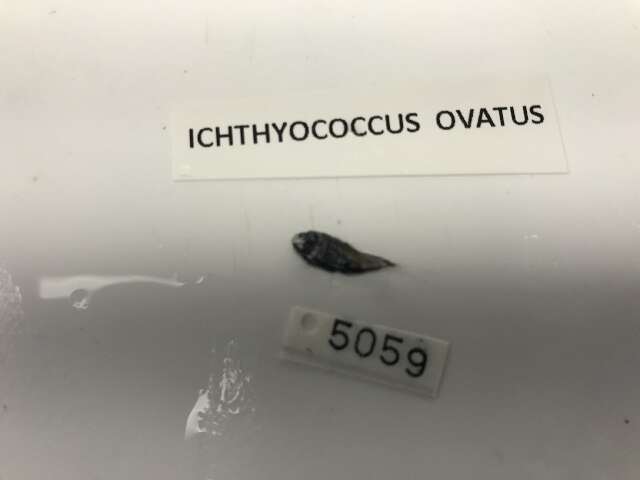Image of Ichthyococcus