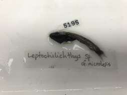 Image of Leptochilichthys