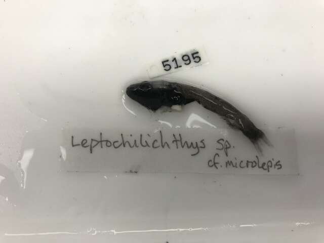 Image of Leptochilichthys