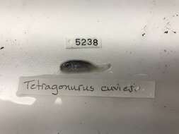 Image de Tetragonuridae