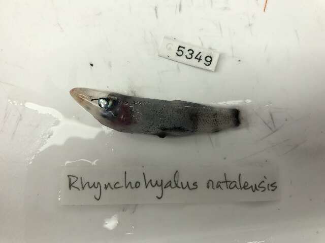 Image of Rhynchohyalus