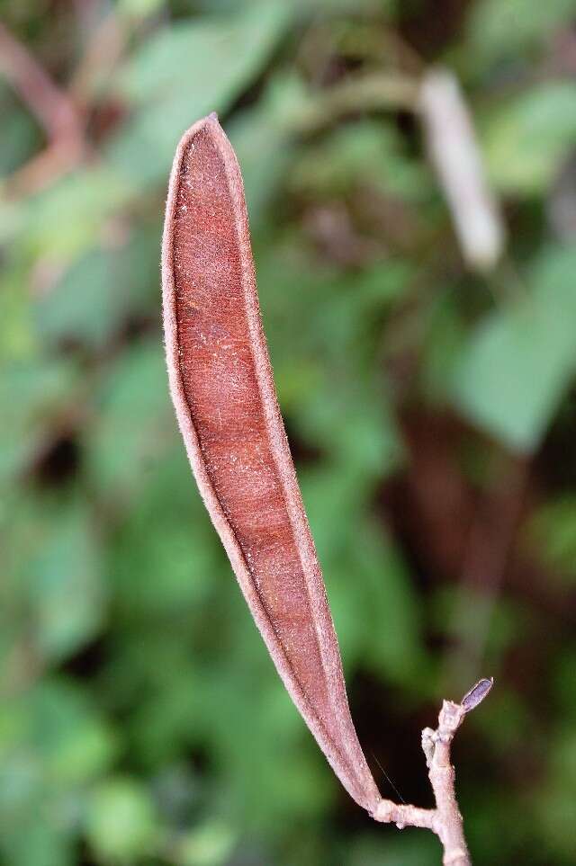 Imagem de Calliandra