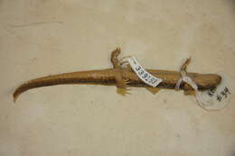 Sivun Desmognathus Baird 1850 kuva