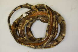 Image of Kingsnakes