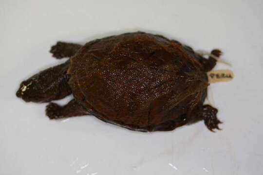 Image of mud turtle
