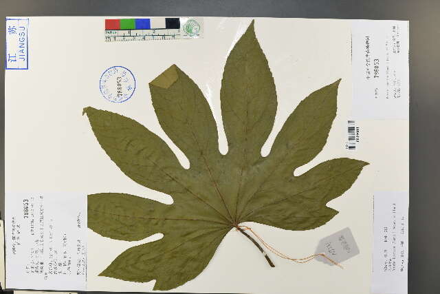 Image of fatsia