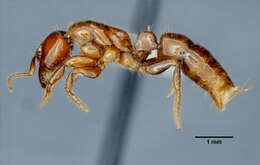 Imagem de Centromyrmex