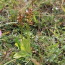 Image of Coeloglossum