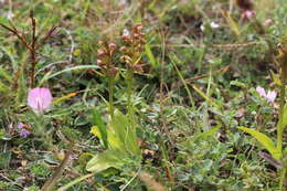 Image of Coeloglossum