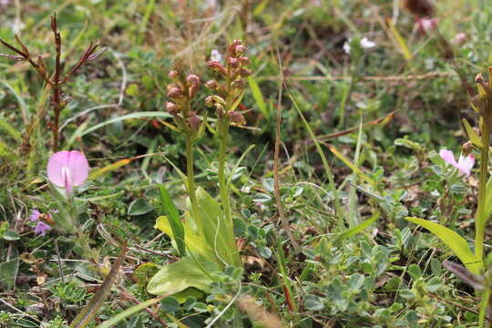 Sivun Coeloglossum kuva