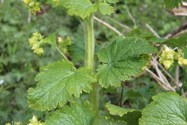 Scrophularia resmi